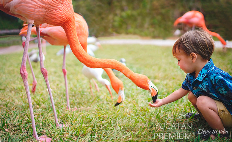 paquetes a yucatan desde mexico